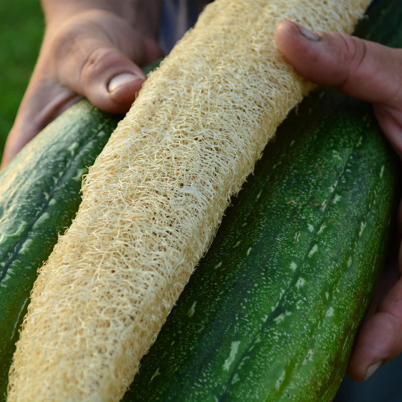 Luffa: Nature's Perfect Sustainable Sponge - Re-wild Skin Products